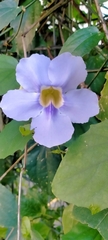 Thunbergia laurifolia