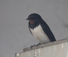 Hirundo rustica rustica