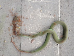 Trimeresurus macrops