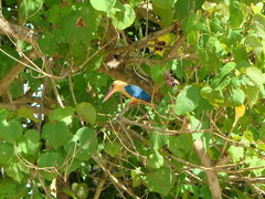 Pelargopsis capensis