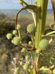 Eryngium horridum