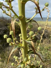 Eryngium horridum