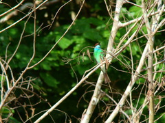 Merops viridis