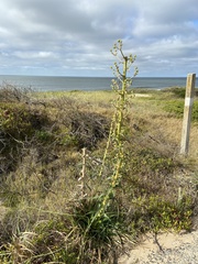 Eryngium horridum
