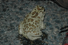 Sclerophrys mauritanica