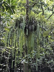 Nephrolepis acutifolia