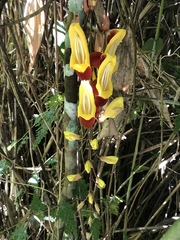 Thunbergia mysorensis