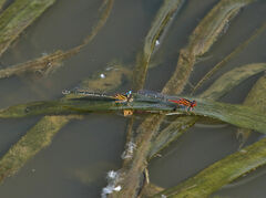 Xanthagrion erythroneurum