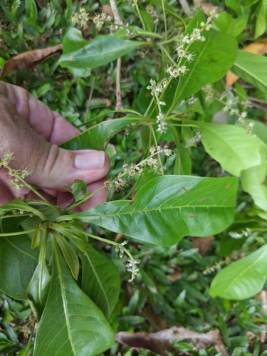 Terminalia microcarpa (Terminalia microcarpa)