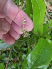 Terminalia microcarpa