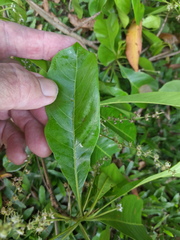 Terminalia microcarpa