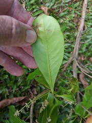 Terminalia microcarpa