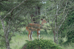 Tragelaphus scriptus bor