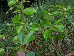 Terminalia microcarpa