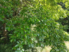 Terminalia microcarpa