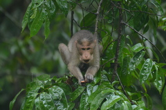Macaca radiata