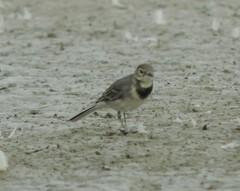 Motacilla alba alba