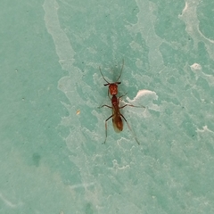 Odontomachus