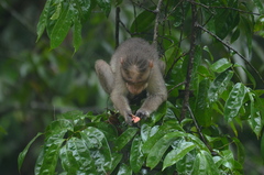 Macaca radiata
