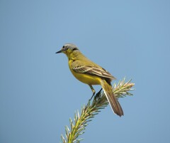 Motacilla flava flava