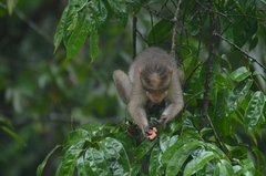 Macaca radiata