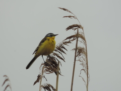 Motacilla flava flava