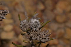 Petrophile