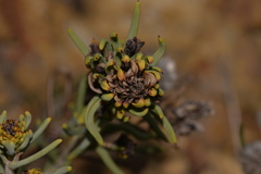 Petrophile