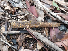 Heterotextus miltinus