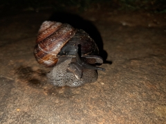 Sphaerospira fraseri