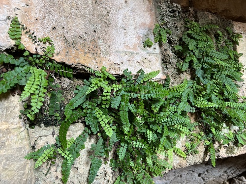 Smeđa slezenica (Asplenium trichomanes)