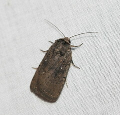 Thoracolopha