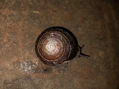 Sphaerospira fraseri