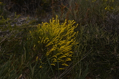 Synaphea