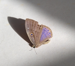 Eurybia molochina