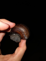 Sphaerospira fraseri