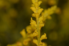 Synaphea