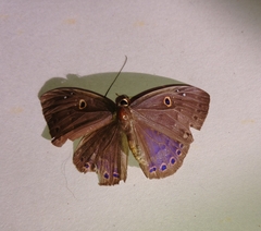 Eurybia molochina
