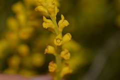 Synaphea