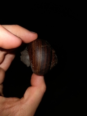 Sphaerospira fraseri