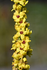 Verbascum nigrum