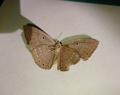 Eurybia molochina
