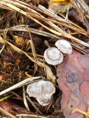 Asterophora parasitica