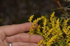 Synaphea