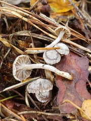 Asterophora parasitica