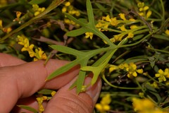 Synaphea