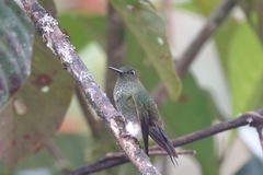 Haplophaedia aureliae