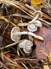 Asterophora parasitica