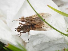 Salticella fasciata
