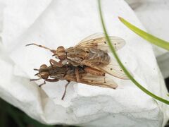 Salticella fasciata